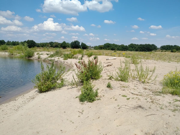 Rekultivierter Uferbereich eines Baggersees in Niedersachsen